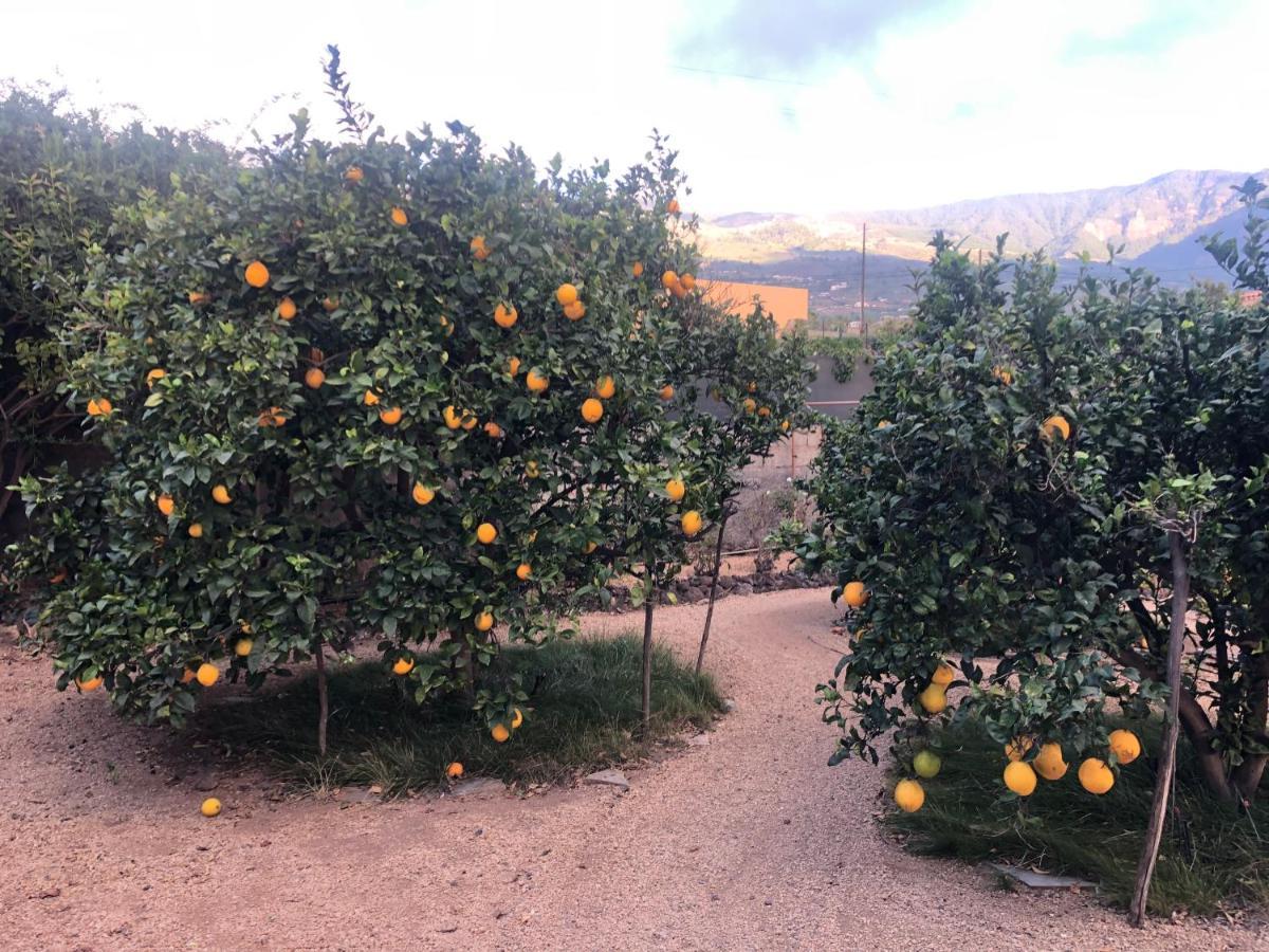 Afrikan Krisant Tenerife, Casa Rural Ecologica Arafo Kültér fotó
