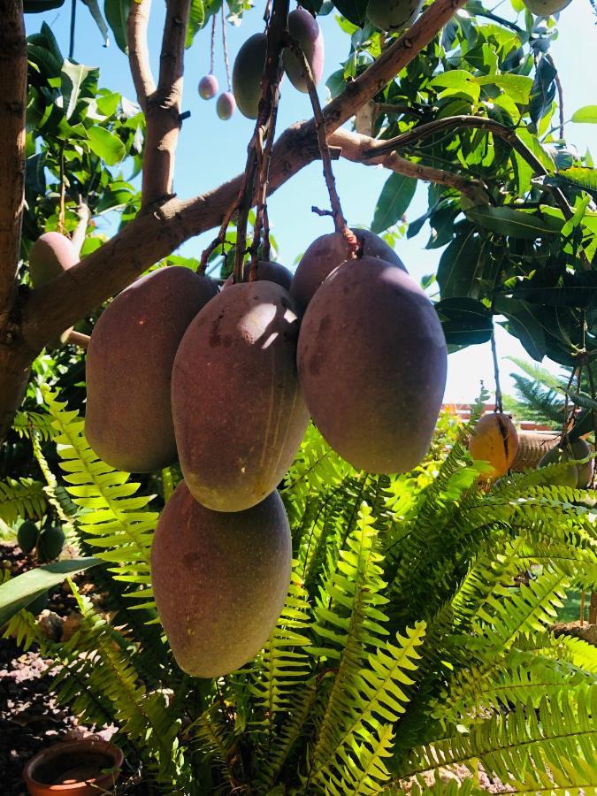 Afrikan Krisant Tenerife, Casa Rural Ecologica Arafo Kültér fotó