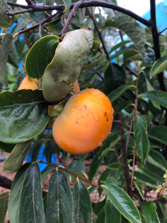 Afrikan Krisant Tenerife, Casa Rural Ecologica Arafo Kültér fotó