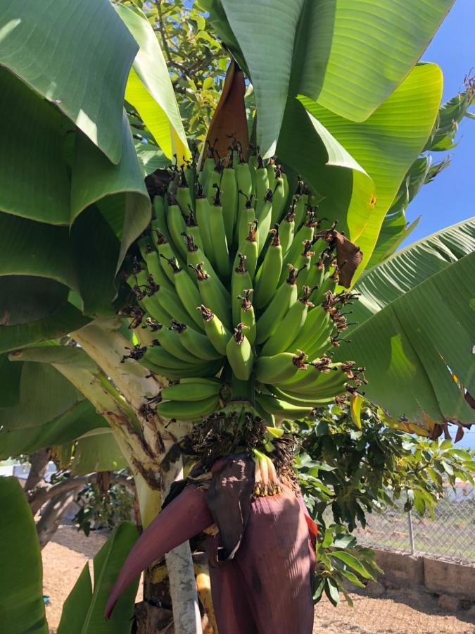 Afrikan Krisant Tenerife, Casa Rural Ecologica Arafo Kültér fotó