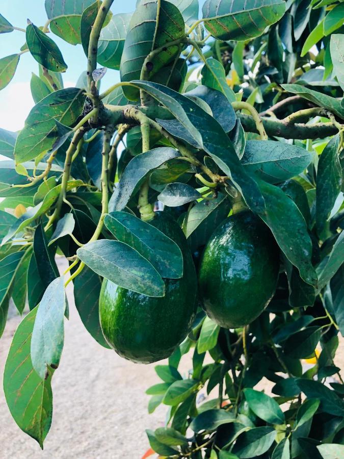 Afrikan Krisant Tenerife, Casa Rural Ecologica Arafo Kültér fotó