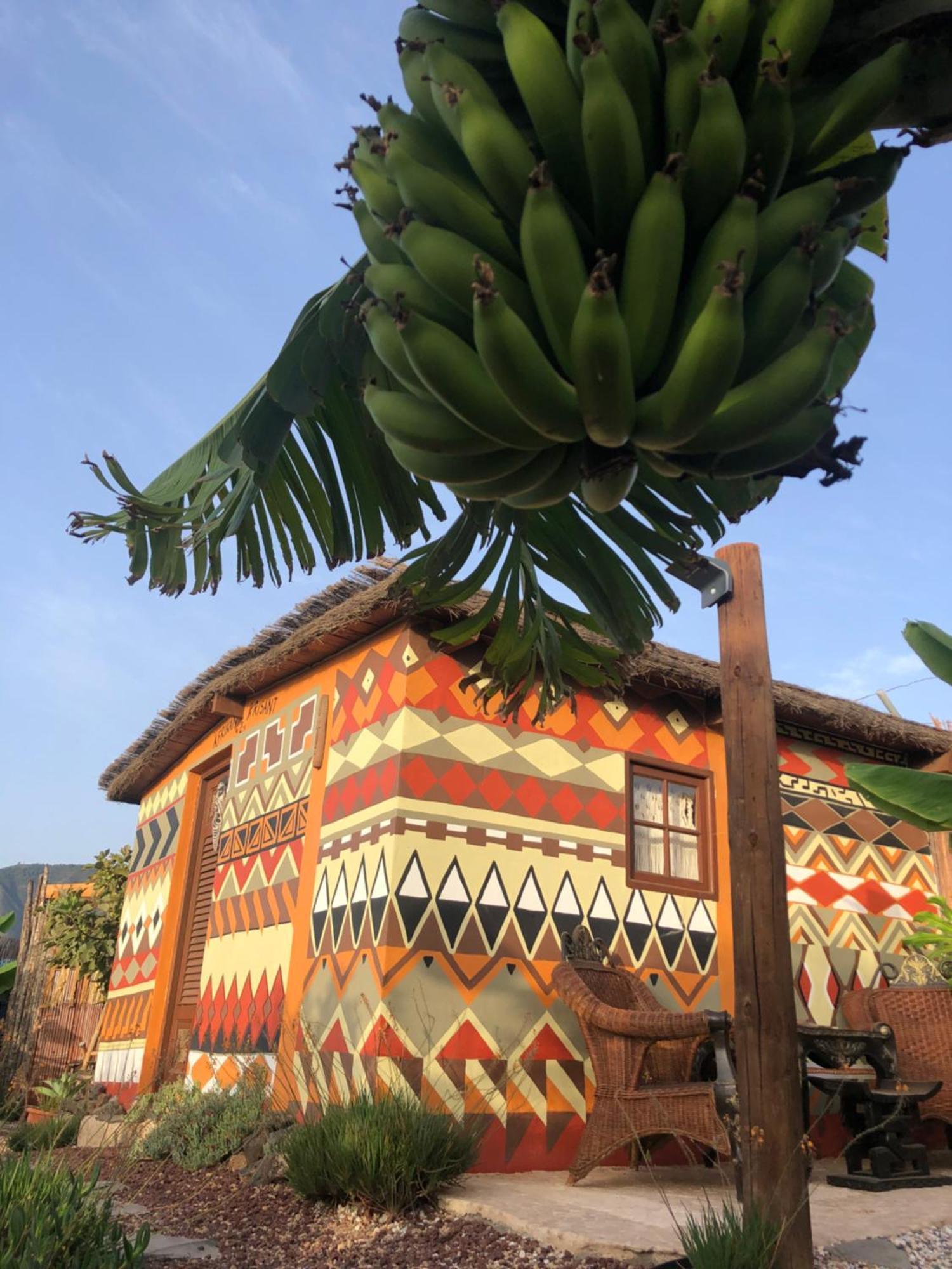 Afrikan Krisant Tenerife, Casa Rural Ecologica Arafo Kültér fotó