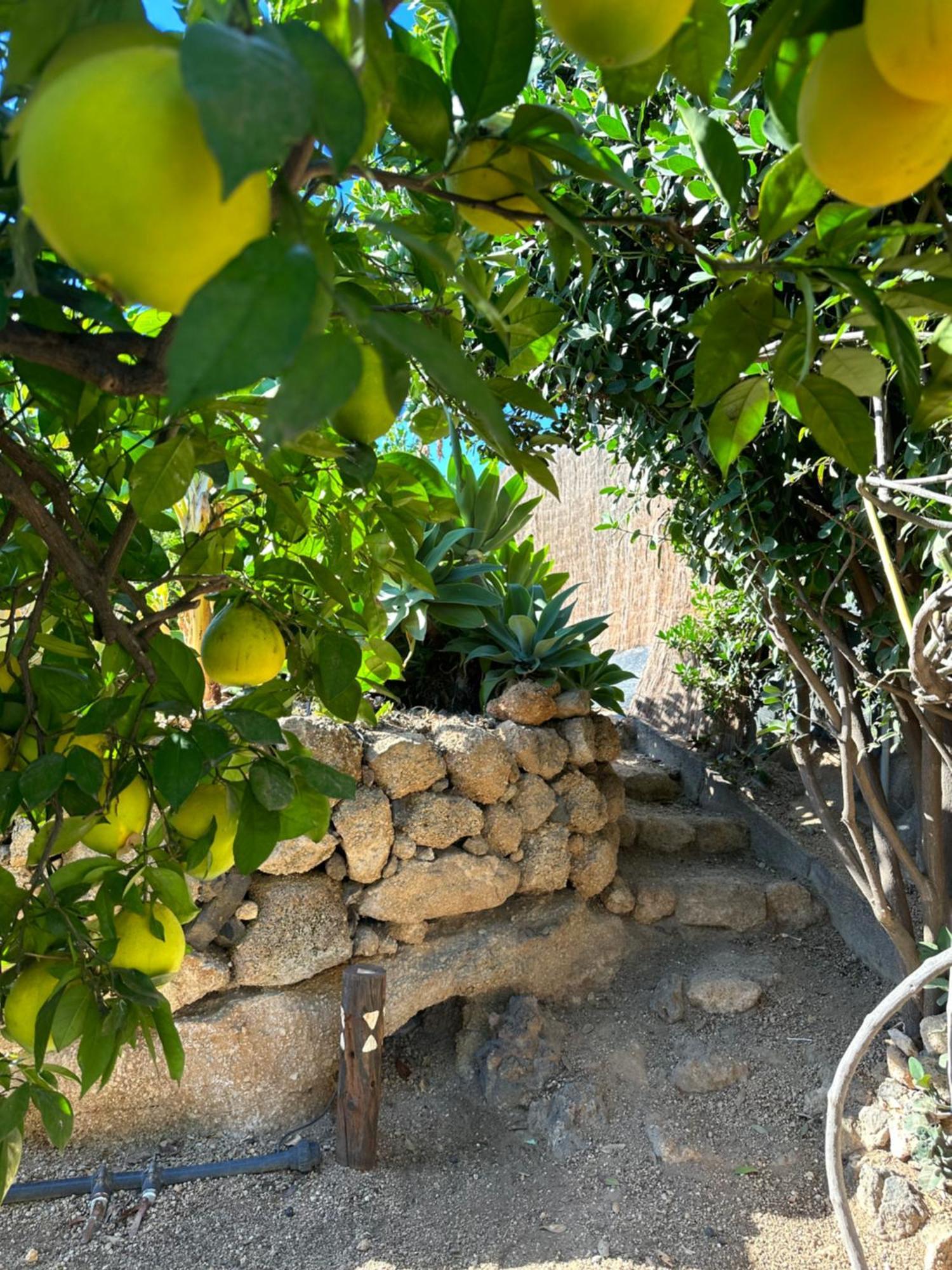 Afrikan Krisant Tenerife, Casa Rural Ecologica Arafo Kültér fotó