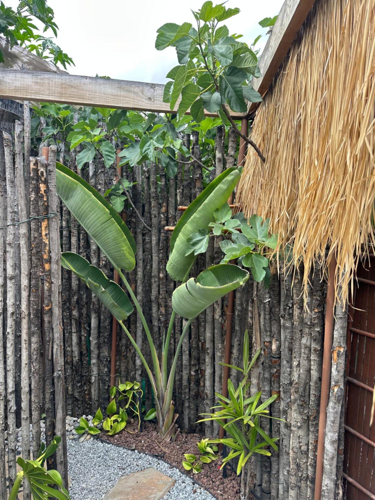 Afrikan Krisant Tenerife, Casa Rural Ecologica Arafo Kültér fotó